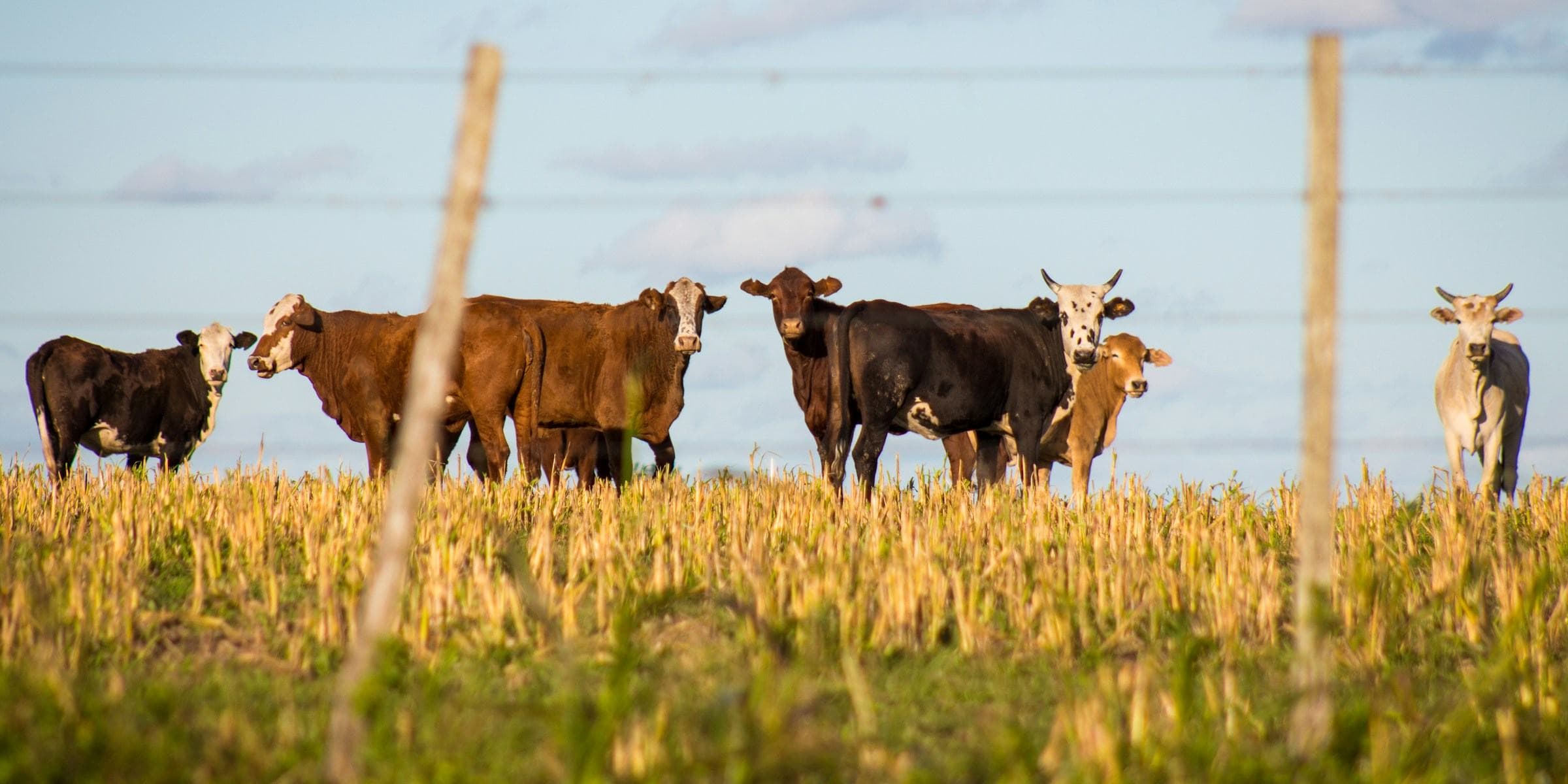 Livestock genomics and animal biotechnology research at NIGAB