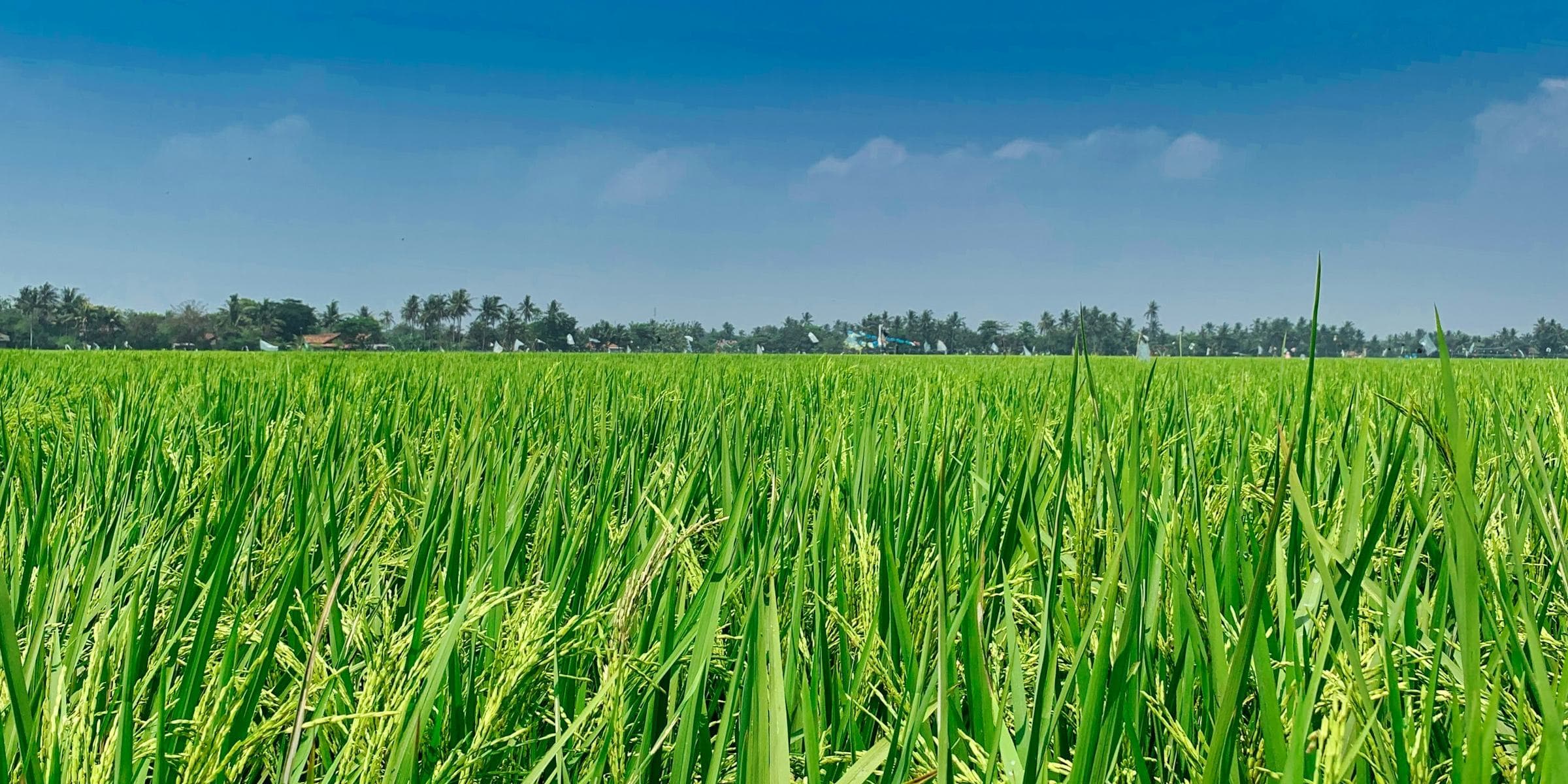 Green Super Rice evaluation fields at NIGAB PARC