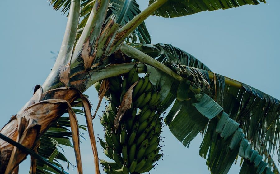 A developing banana bunch on the plant