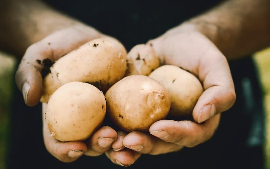 Freshly harvested seed potatoes held in two hands